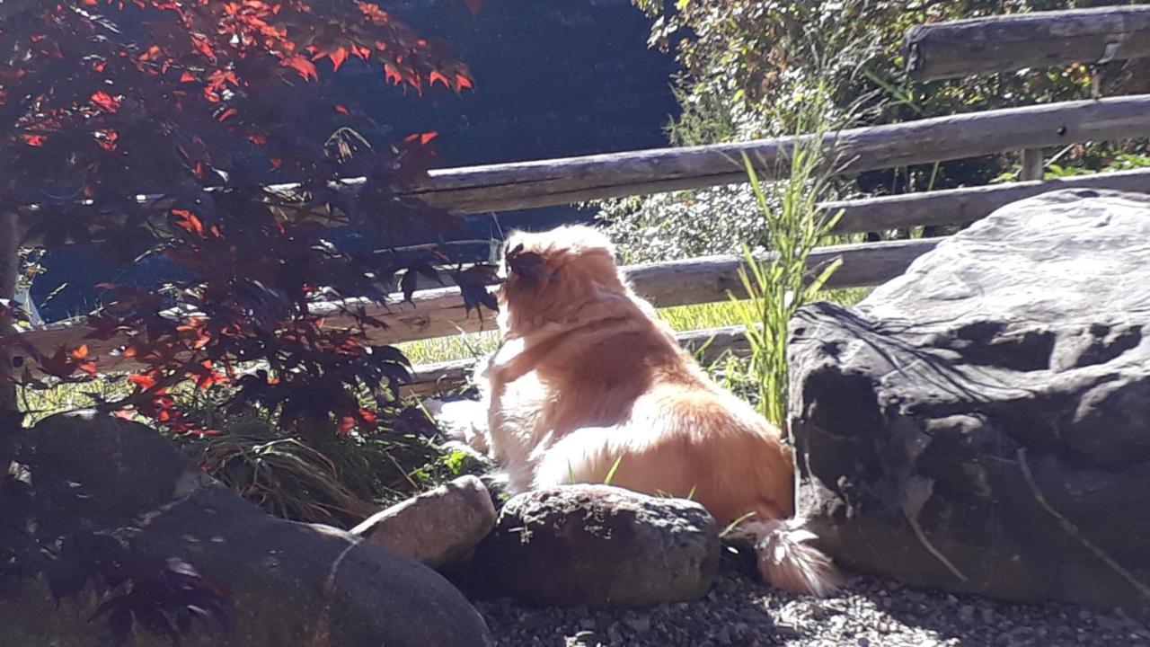 Chalet Gotthelf Gartenstudio, Ferien Mit Hund Αντελμπόντεν Εξωτερικό φωτογραφία