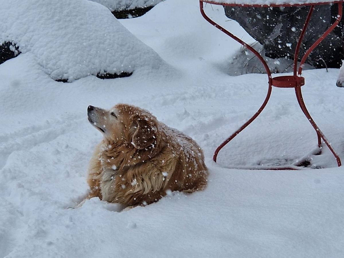 Chalet Gotthelf Gartenstudio, Ferien Mit Hund Αντελμπόντεν Εξωτερικό φωτογραφία